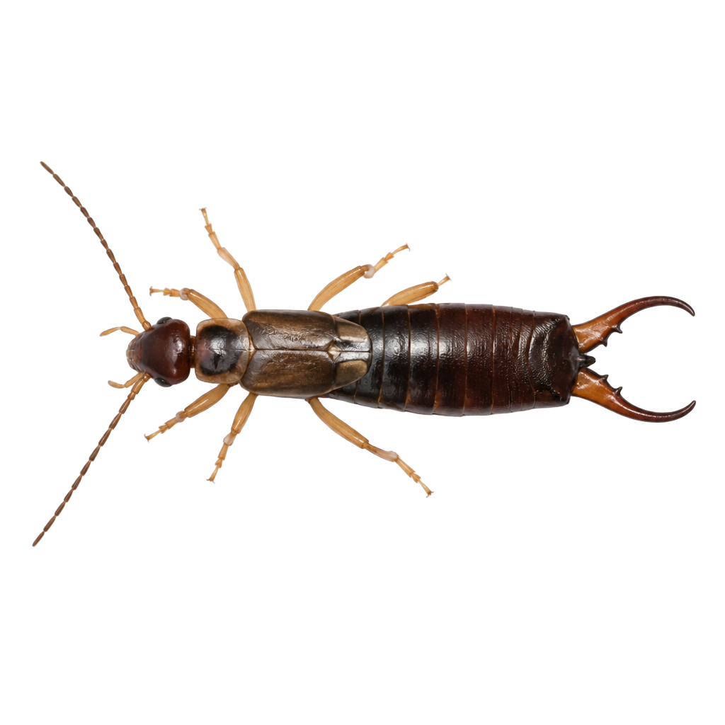 Close-up of an earwig