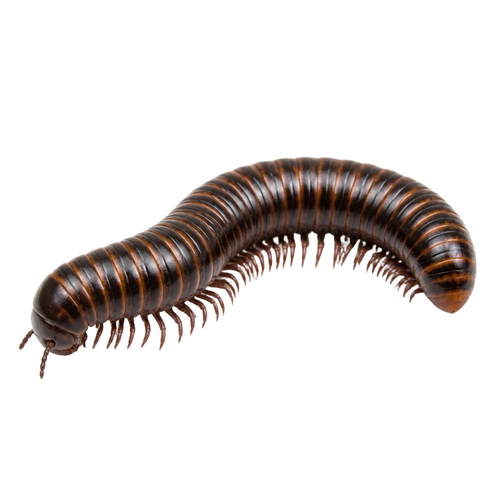 Close-up of a millipede