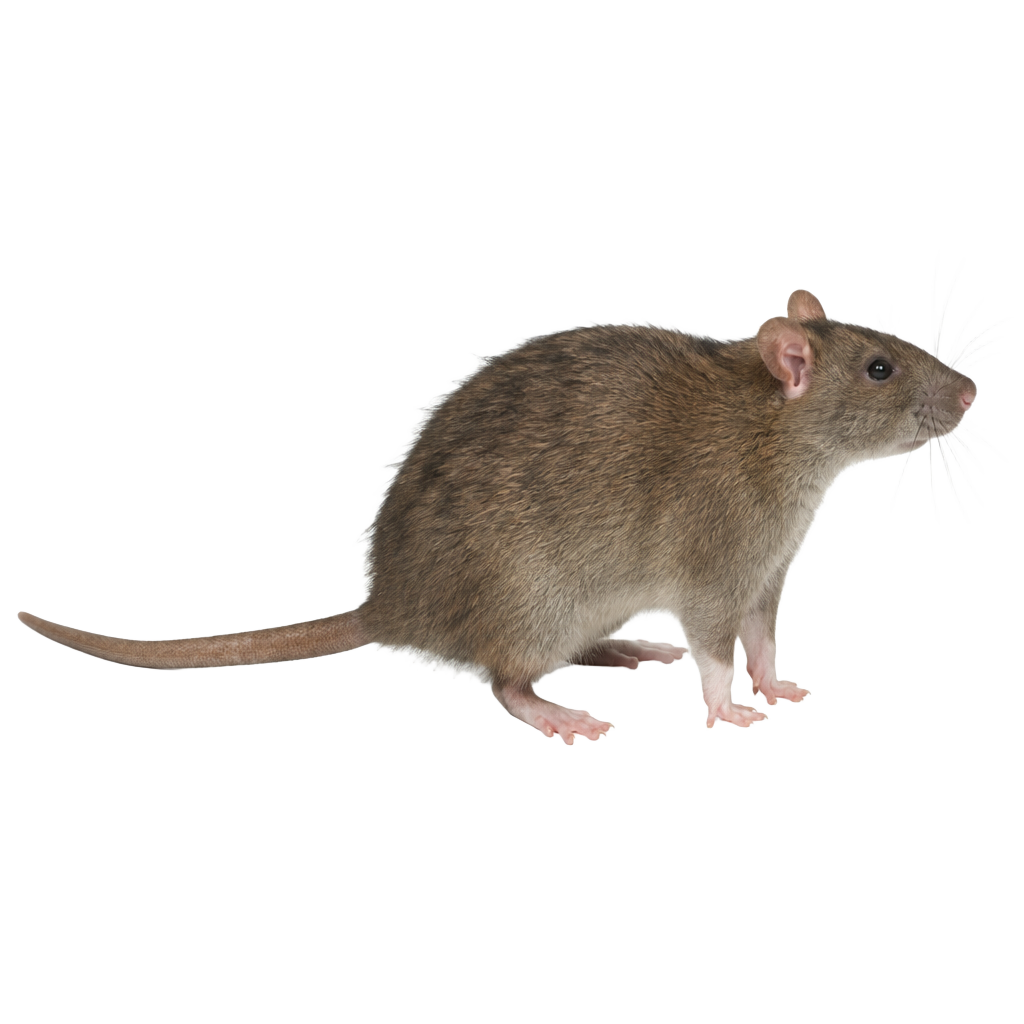 Rat
