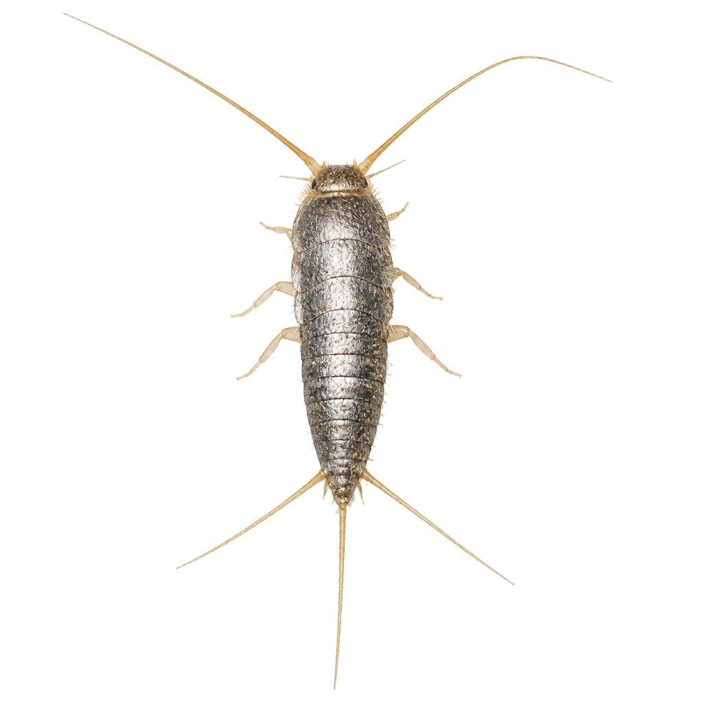 Close-up of a silverfish