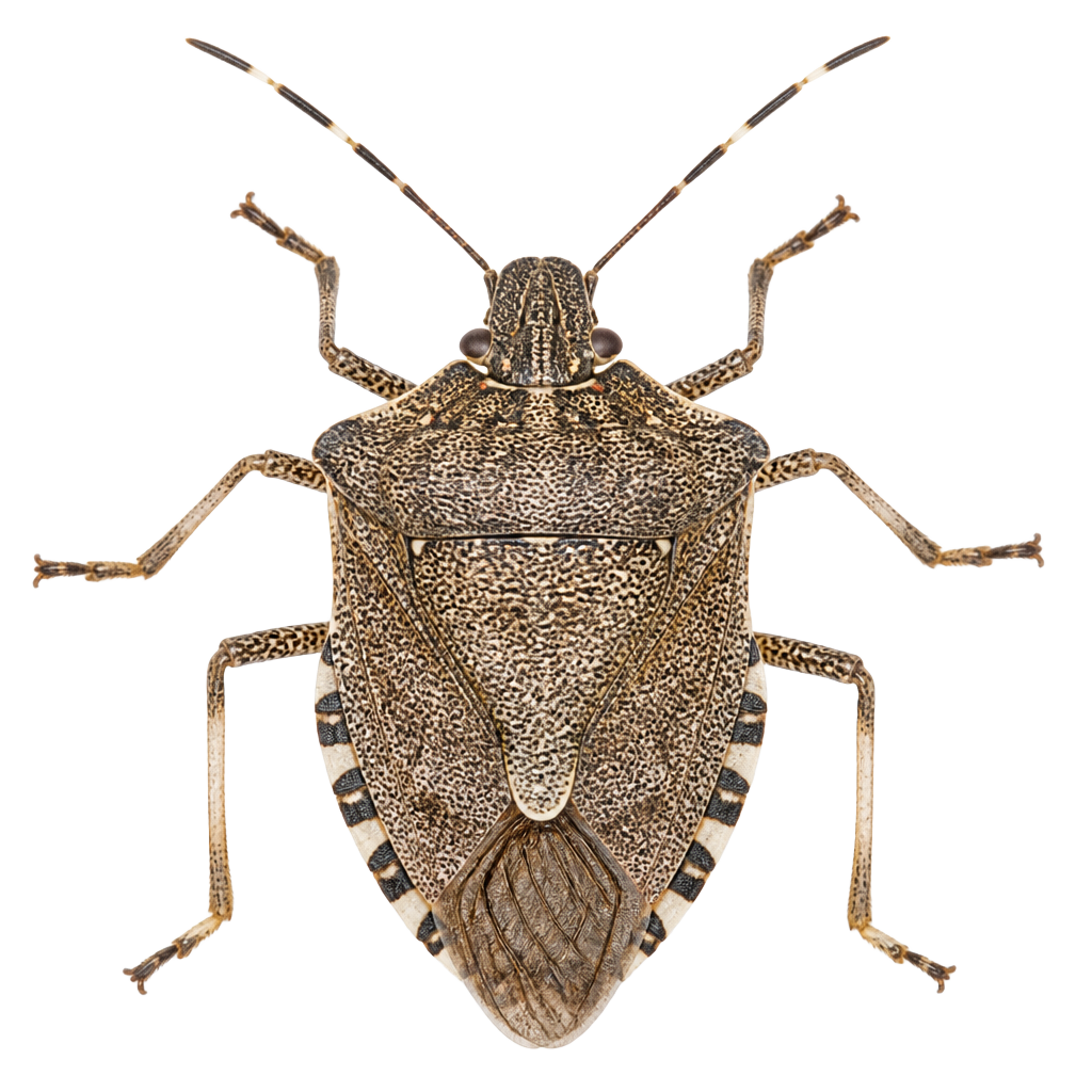 Close-up of a brown marmorated stink bug