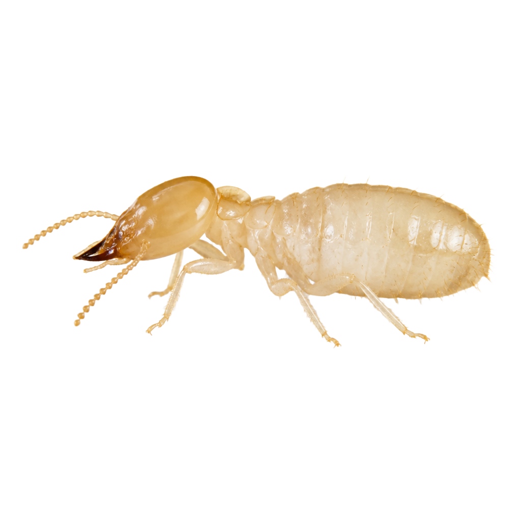 Close-up of a subterranean termite worker